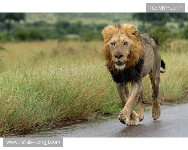 非洲雄狮崛起背后的故事与挑战探秘以及生态保护的迫切呼声 - 副本 (3) - 副本